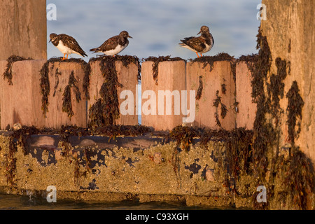 Turnstones Arenaria interpres sui frangiflutti Foto Stock