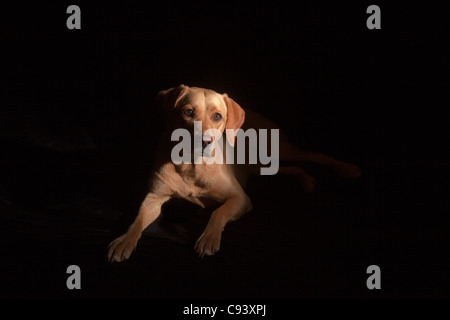 Drammatica chiave di basso ritratto di Labrador giallo su sfondo nero Foto Stock