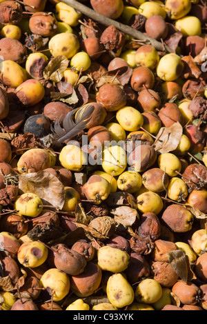 Malus spectabilis specie di Apple sul terreno in un paese di lingua inglese Giardino Foto Stock