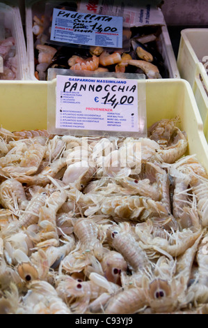 Canocchie (Squilla mantis) in vendita come Panocchia, nome locale, nel mercato di Ancona, Italia. Foto Stock