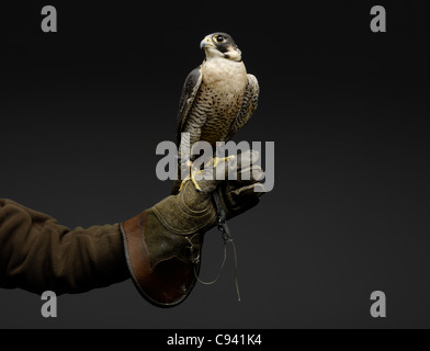 Falco pellegrino in appoggio sulla coperta da un guanto Falconer la mano. Foto Stock