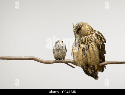 Scops e il Gufo Reale seduti insieme su un ramo guardando ogni altro Foto Stock