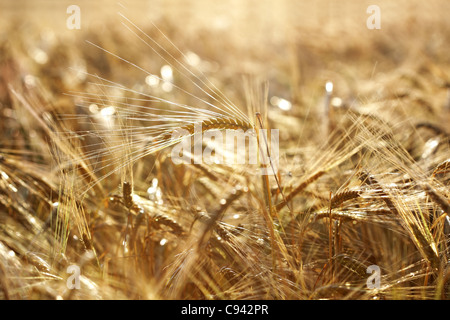 Golden campo di grano Foto Stock