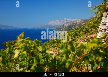 Vigneti sulla collina di Peljesac, Dalmazia - Croazia Foto Stock