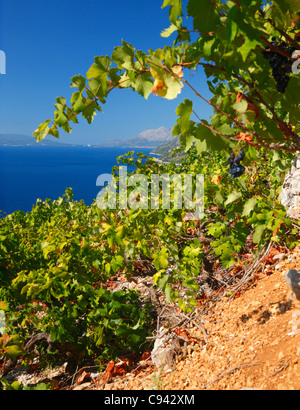 Vigneti sulla collina di Peljesac, Dalmazia - Croazia Foto Stock