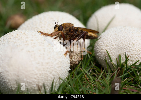 Hornet robberfly (Asilus crabroniformis) su puffball fungo. Dorset, Regno Unito. Foto Stock