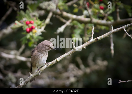 Spotted flycatcher (Muscicapa striata) in una siepe. Foto Stock