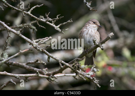 Spotted flycatcher (Muscicapa striata) in una siepe. Foto Stock