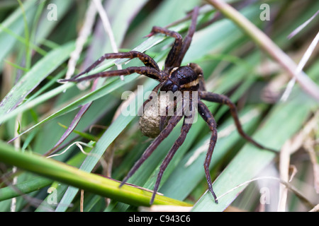 Zattera femmina spider (Dolomedes fimbriatus) portante uovo sac. Foto Stock