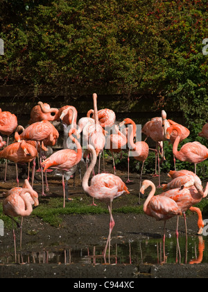 Fenicotteri rosa al Wildfowl and Wetlands Trust (WWT) Nazionale Wetland Centre Llwyhendy Llanelli Carmarthenshire Wales UK Foto Stock