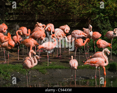 Fenicotteri rosa al Wildfowl and Wetlands Trust (WWT) Nazionale Wetland Centre Llwyhendy Llanelli Carmarthenshire Wales UK Foto Stock