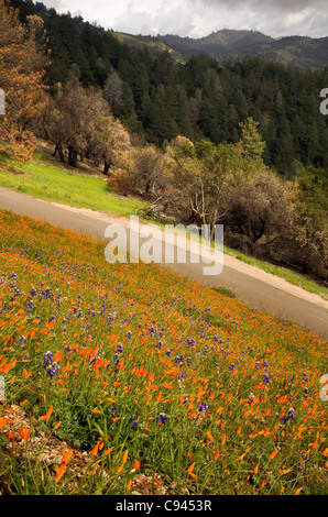 CALIFORNIA - Papaveri e fioritura di lupino sul pendio di una collina lungo la Figueroa Mountain Road nel Los Padres National Forest. Foto Stock