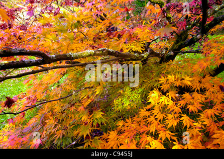 Acer alberi in autunno a foglia Dyffryn Gardens, Vale of Glamorgan, Cardiff, Galles Foto Stock