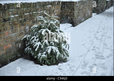 Scartato albero di Natale, London, Regno Unito Foto Stock