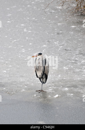 Heron sul laghetto congelato, Regents Park, London, Regno Unito Foto Stock