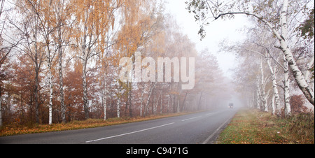 Strada forestale in una nebbiosa giornata d'autunno. Foto Stock