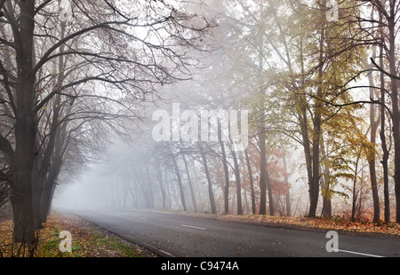 Strada forestale in una nebbiosa giornata d'autunno. Foto Stock