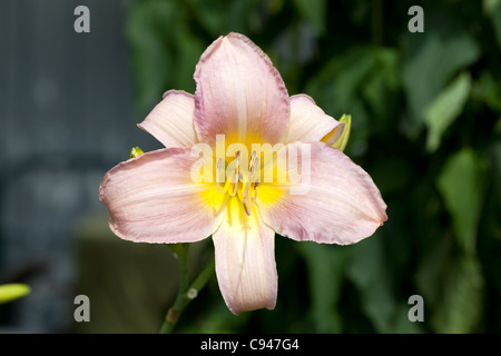 Catherine Woodbury (Hemerocallis) Foto Stock