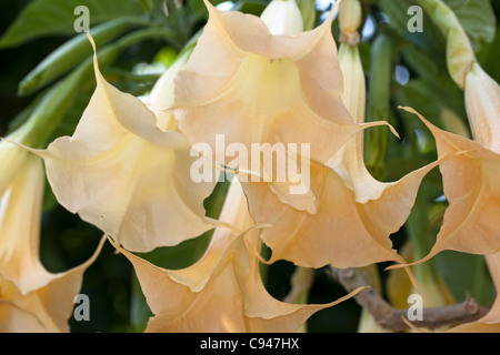 Orange Angel's tromba (Brugmansia versicolor) Foto Stock