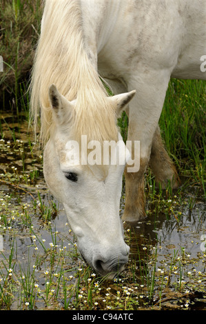 Cavalli Camargue alimentazione su piante in un area di palude, Camargue, Francia Foto Stock