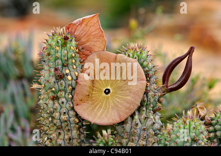 Hoodia gordonii, Richtersveld, Sud Africa Foto Stock