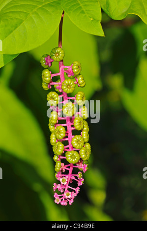 Giovani infructescences di American pokeweed (Phytolacca americana) Foto Stock