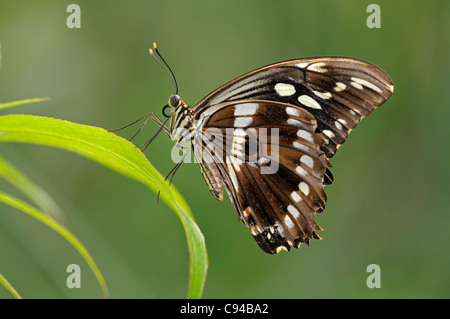 Farfalle tropicali a coda di rondine di Costantino, Papilio constantinus Foto Stock