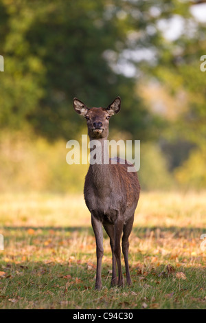 Una femmina di cervo (hind ) (Cervus elaphus) in piedi di fronte alla macchina fotografica con fuori fuoco alberi in lontananza dietro Foto Stock