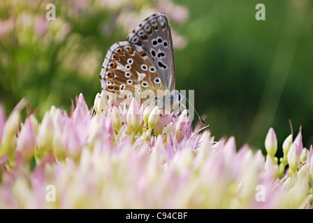 Stupenda farfalla su sedum. macro Foto Stock
