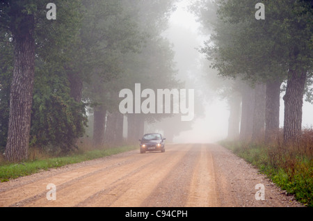 Partenza in macchina per la nebbia in ghiaia sommerse viale di alberi secolari. Foto Stock