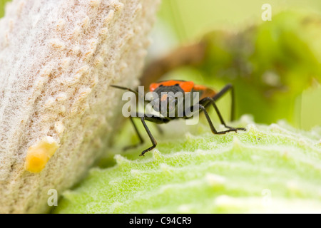 Piccolo Milkweed orientale Bug (Lygaeus turcicus) su un comune Milkweed (Asclepias syriaca) impianto. Foto Stock