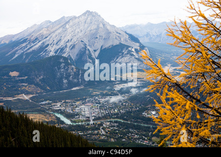 Il larice aghi di pino trasformato in oro Ott. Il Parco Nazionale di Banff. Lo stato di Alberta. Canada, Ottobre 2011 Foto Stock