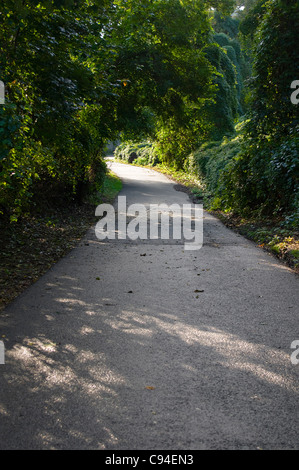 Strada che va verso la luce del sole attraverso le ombre degli alberi e viti Foto Stock