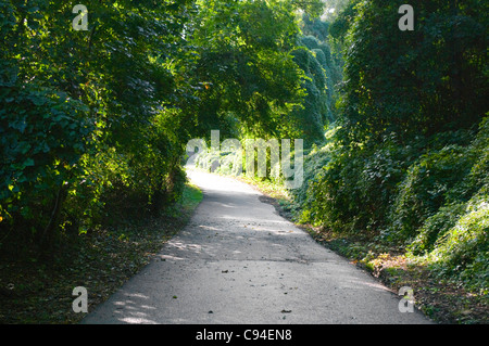 Strada che va verso la luce del sole attraverso le ombre degli alberi e viti Foto Stock