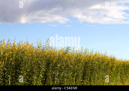 Fiori gialli crescere sulla sommità di un campo di industriale di piante di canapa. Foto Stock