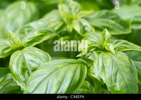 Verde fresco di foglie di basilico close-up Foto Stock