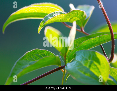 Vibrante fresche foglie verdi di close-up Foto Stock