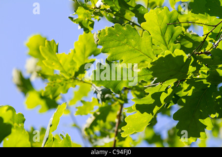Verde di foglie di quercia contro il cielo blu Foto Stock