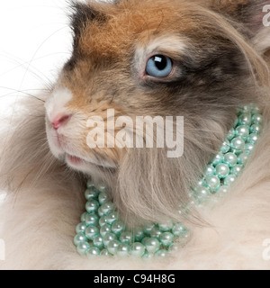 Close-up di inglese il coniglio d'Angora indossando perle davanti a uno sfondo bianco Foto Stock