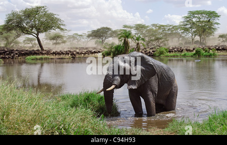 Elefante in fiume nel parco nazionale del Serengeti, Tanzania africa Foto Stock