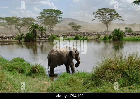 Elefante in fiume nel Parco Nazionale del Serengeti, Tanzania Africa Foto Stock