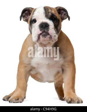 Bulldog inglese cucciolo, 11 settimane di età, in piedi di fronte a uno sfondo bianco Foto Stock