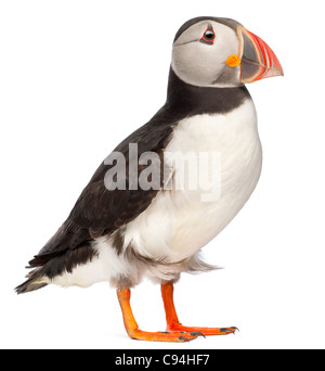 Atlantic Puffin o comuni o puffini, Fratercula arctica, di fronte a uno sfondo bianco Foto Stock