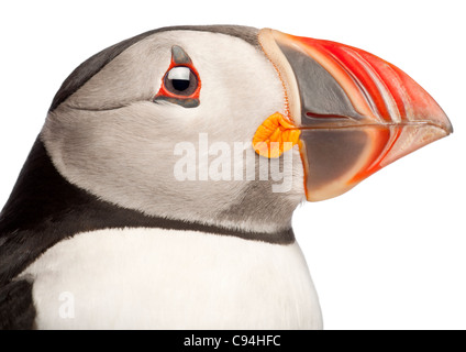 Close-up di Atlantic Puffin o comuni o puffini, Fratercula arctica, di fronte a uno sfondo bianco Foto Stock