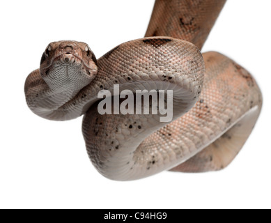 Salmone Boa constrictor, Boa constrictor, 2 mesi di età, di fronte a uno sfondo bianco Foto Stock