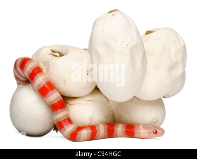 Latte Hypomelanistic serpente o milksnake, lampropeltis triangulum hondurensis, 17 minuti vecchio, di fronte a uno sfondo bianco Foto Stock