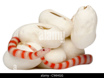 Latte Hypomelanistic serpente o milksnake, lampropeltis triangulum hondurensis, 18 minuti vecchio, di fronte a uno sfondo bianco Foto Stock