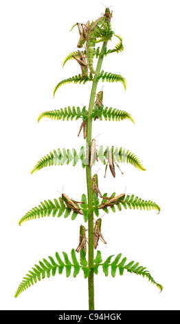 Woodland cavallette, Omocestus rufipes, su fern davanti a uno sfondo bianco Foto Stock