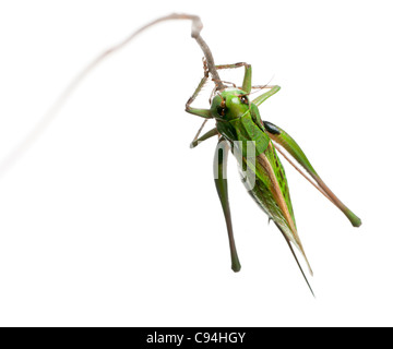 Femmina-verruca snapper, una bussola-cricket, Decticus verrucivorus, di fronte a uno sfondo bianco Foto Stock
