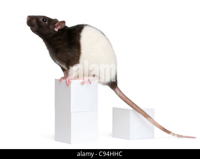 Voglia di ratto, 1 anno di età, seduto sulla casella di fronte a uno sfondo bianco Foto Stock